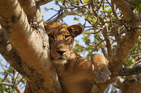 tiger resting on branch of tree thumbnail