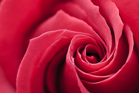 photo of red rose thumbnail