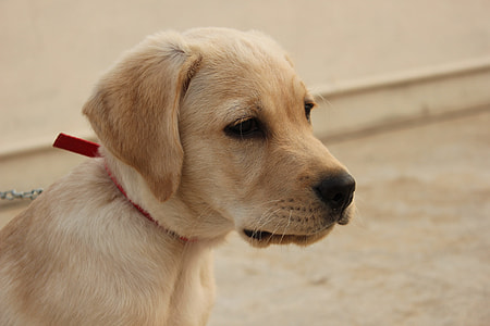 yellow Labrador retriever puppy thumbnail
