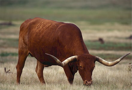 brown buffalo standing on ground at daytime thumbnail