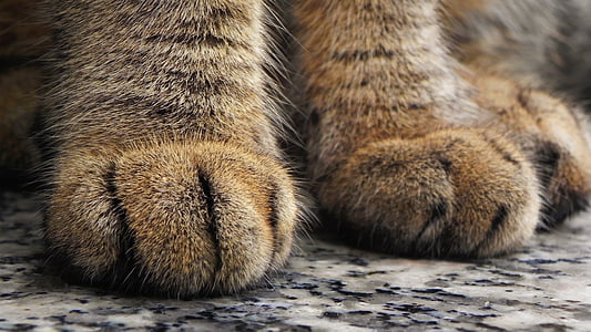 brown animal paws thumbnail