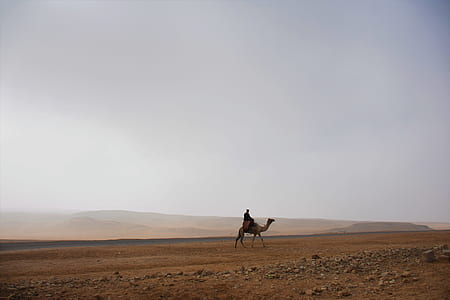 person riding brown camel during daytime thumbnail