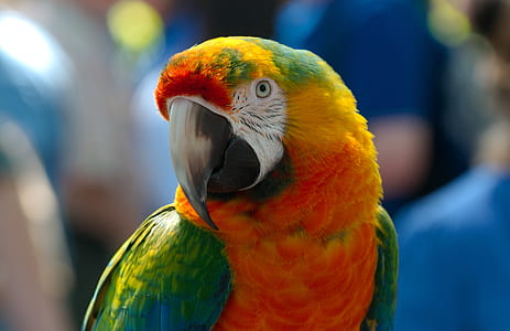 selective focus photography of red and green parrot thumbnail
