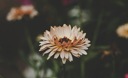 Aster Flowers thumbnail