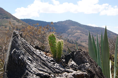 green cactus plant on gray rock at daytime thumbnail
