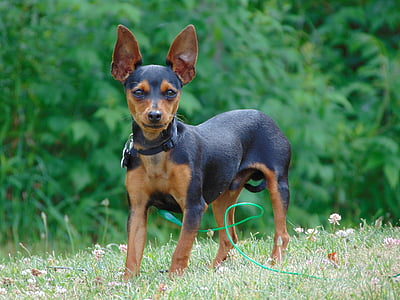 selective focus photography of brown and black miniature pinscher standing on grass field thumbnail