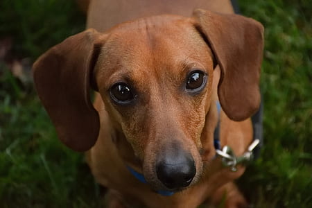 adult red dachshund standing on grass lawn thumbnail
