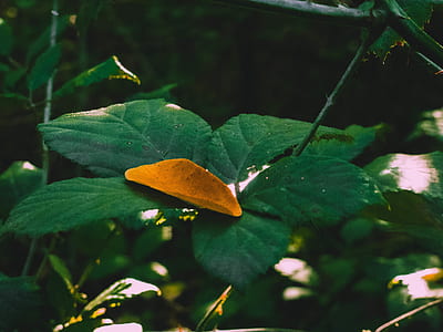 brown leaf on green leaf selective focus photography thumbnail