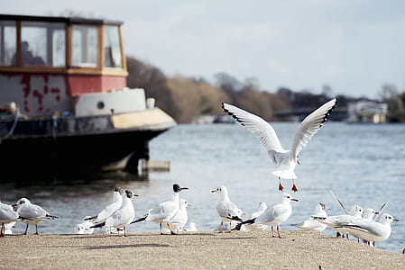 flock of white gulls selective focal photo thumbnail