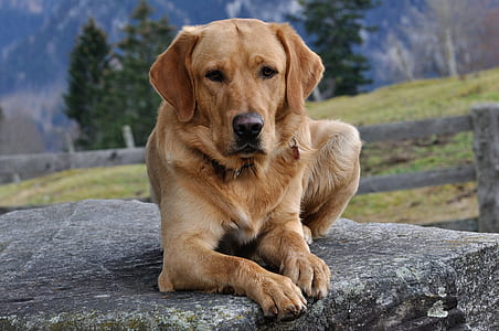 adult golden retriever thumbnail