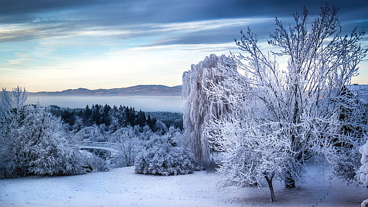 tress and grass during winter thumbnail