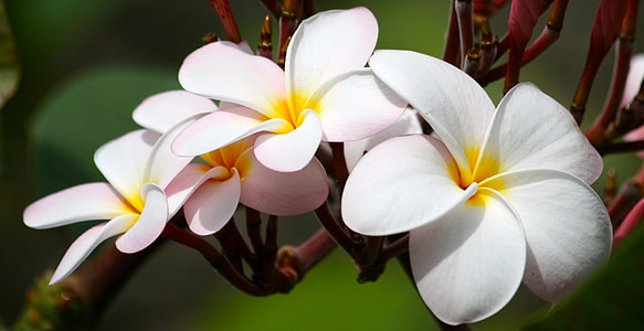 closeup photo of orchids thumbnail