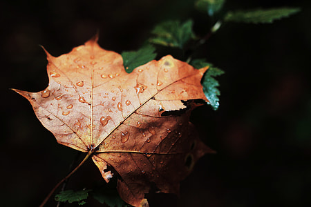 shallow focus photography of brown leaf with water droplets thumbnail