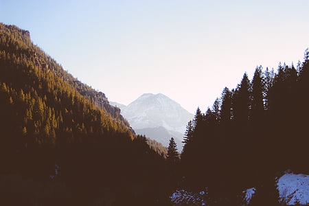 pine tree during daytime thumbnail
