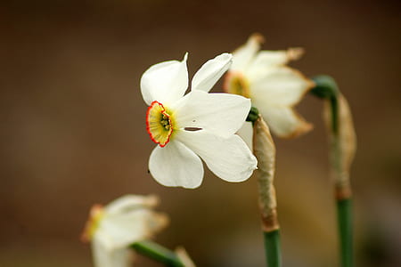selective focus photography of white and yellow daffodil flower thumbnail