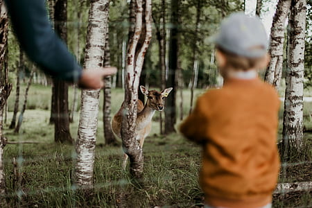 depth photography of brown deer watching boy in jacket thumbnail