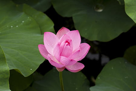 pink lotus flower thumbnail