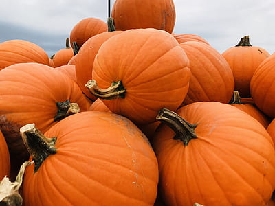 pile of pumpkins thumbnail