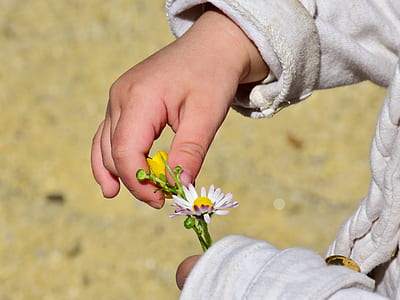 person holding white daisy and yellow flower thumbnail