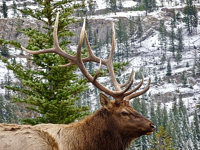brown deer at forest thumbnail