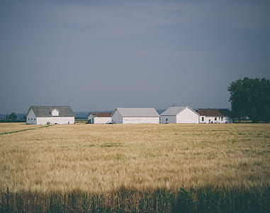wheat field near houses at daytime thumbnail