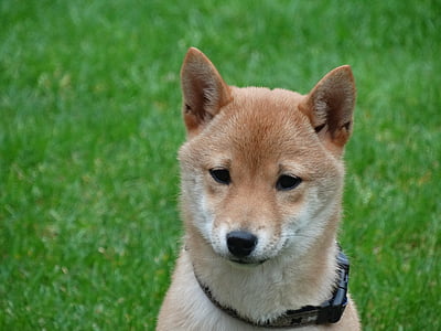 close-up photography of Akita puppy thumbnail