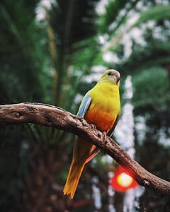 yellow and blue bird on brown tree trunk thumbnail