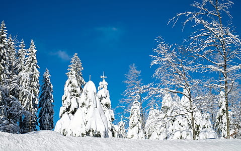 snow-covered trees during daytime thumbnail