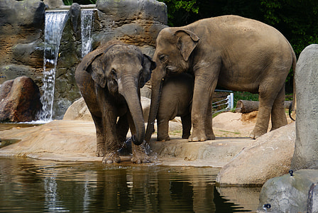 two brown elephants near body of water thumbnail