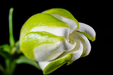 white rose flower selective focus photography thumbnail