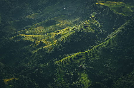 terrace rice field thumbnail