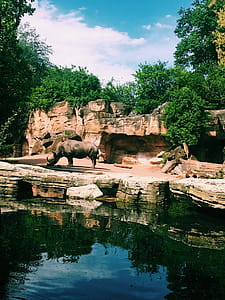 Photography of Rhinoceros Near Body of Water thumbnail