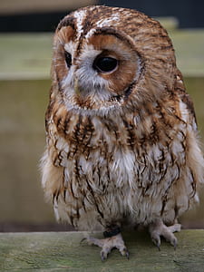 brown owl thumbnail