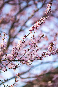 Pink spring flowers thumbnail