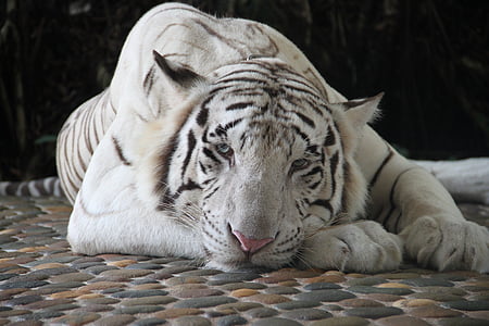 white and black tiger illustration thumbnail