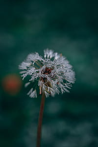 closeup photo of dandelion thumbnail