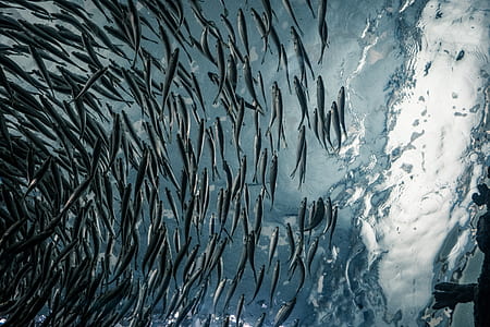 low angle photography of shoal of fish thumbnail