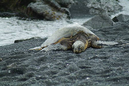 turtle beside body of water thumbnail