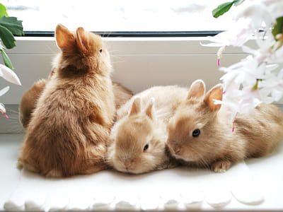 litter of rabbits beside window thumbnail