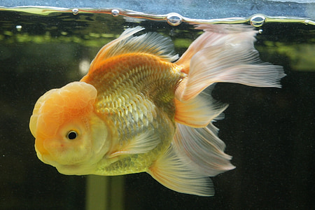 close-up photography of oranda goldfish thumbnail