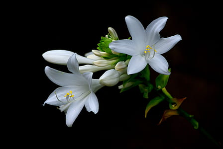 white flowers thumbnail