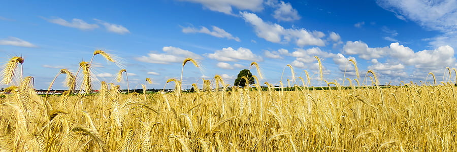 green wheat plant under blue and white sky during daytime thumbnail