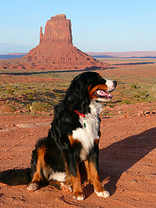 adult tricolor Bernese mountain dog thumbnail