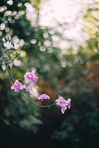 selective focus photography of pink desert willow flowers in bloom thumbnail