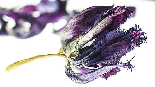 purple tulip flower closeup photography thumbnail