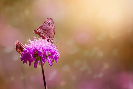 purple chives flower and brown moth in closeup photo thumbnail