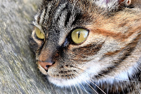 animal, pet, cute, fur thumbnail