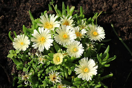 white petal flower thumbnail