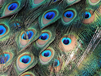 peafowl feather thumbnail