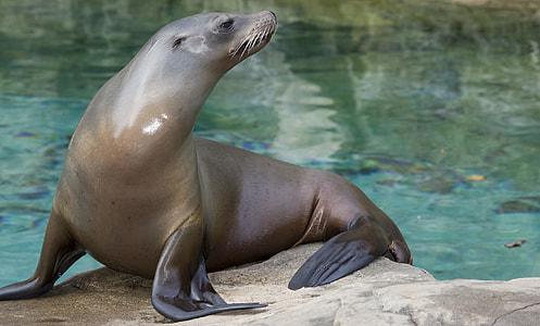 close up photo of a sea lion standing on brown stone near water thumbnail